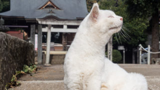 猫神社（出雲伊波比神社）へ行ってきました