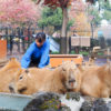 埼玉県こども動物自然公園の温泉に入るカピバラたち