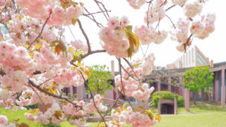 進修館（埼玉県宮代町）の八重桜、いま満開です