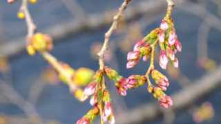 目黒川の桜をロケハン？