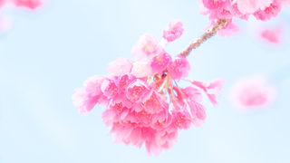 緋寒桜はFuji X-T20で、ダイナミックレンジ400