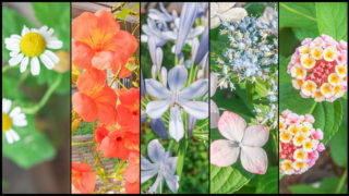 オリンパスカメラ搭載 フォトストーリーで庭の花を撮る