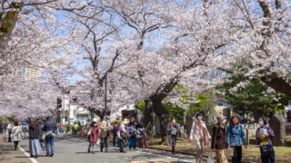 日本の春は桜でいっぱい
