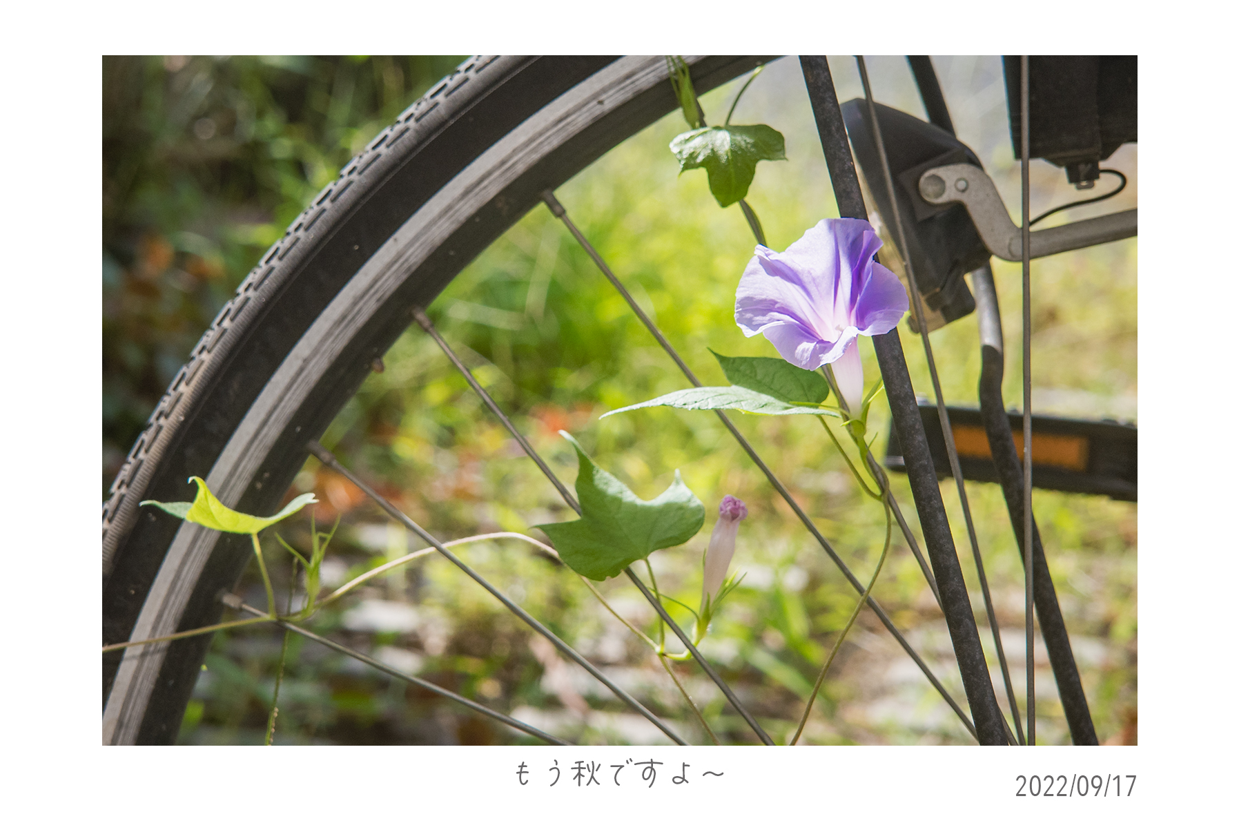 自転車と朝顔