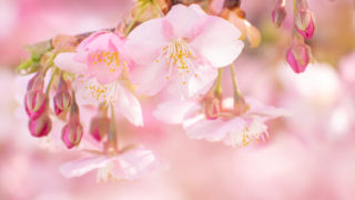 河津桜を愛でる