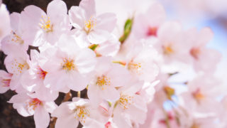 ご近所の桜は満開です