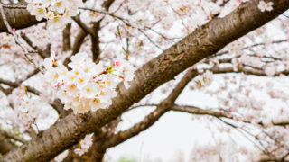 桜満開の散歩道