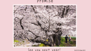 桜との約束
